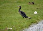 Aalscholver (juveniel) (Great Cormoran) (Phalacrocorax carbo) - Ogii Nuur 14-08-2016 (2)